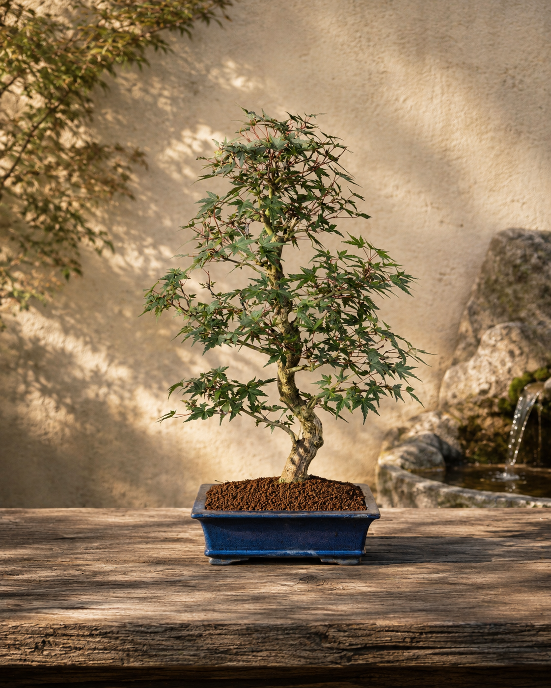 Acer palmatum – Fächer-Ahorn