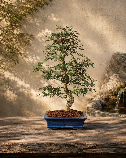 Acer palmatum – Japanese Maple
