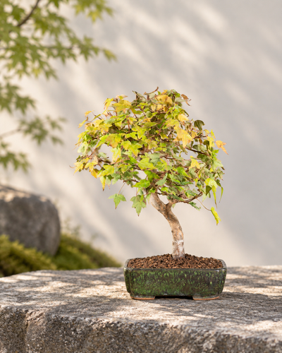 Acer buergerianum – Acero tridente