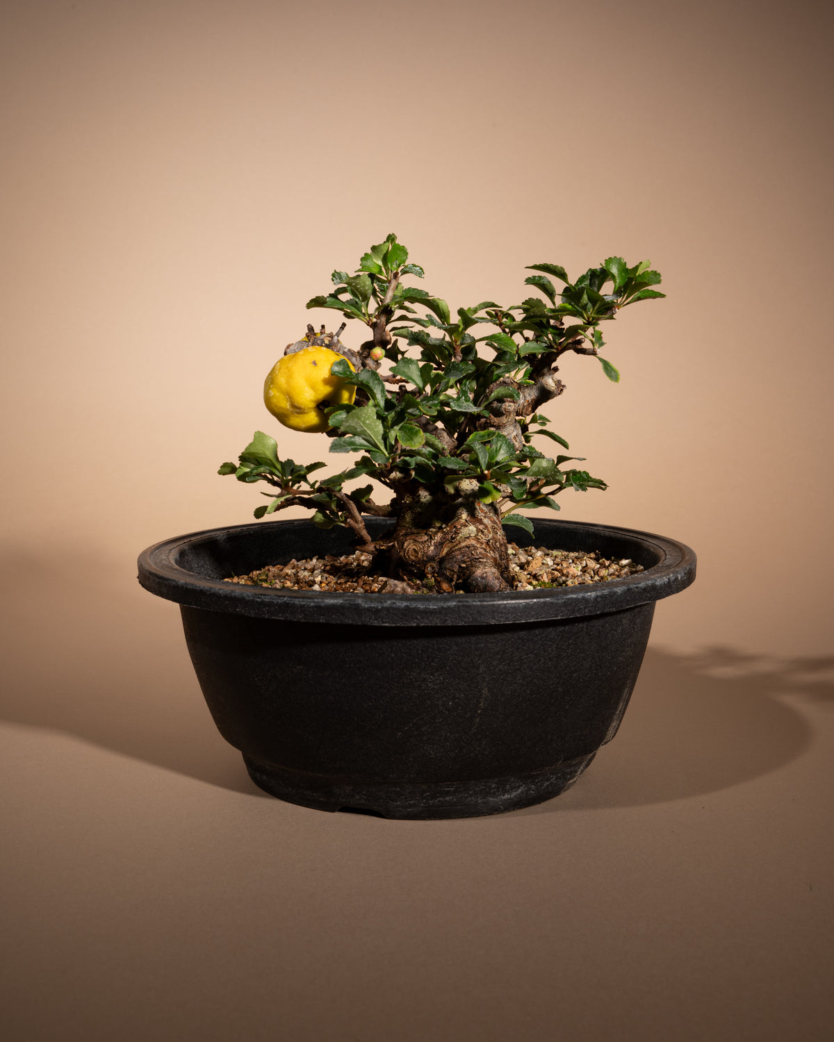 Chaenomeles speciosa – Chinesische Zierquitte