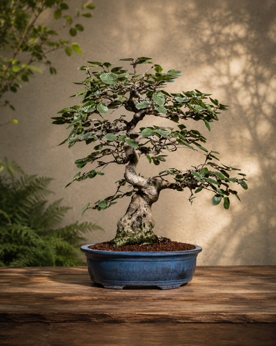 Carpinus coreana – Carpino coreano