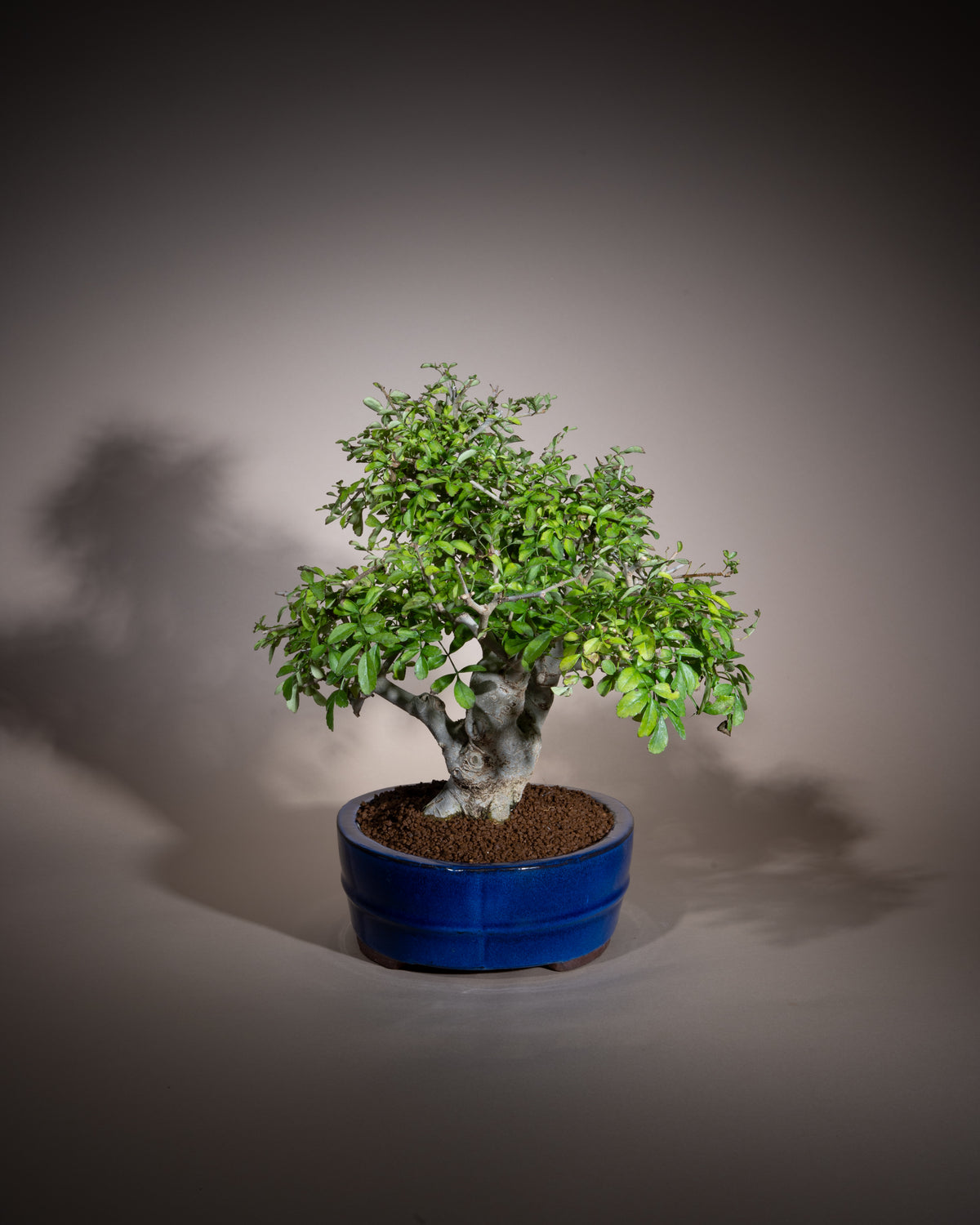 Fraxinus angustifolia – Schmalblättrige Esche