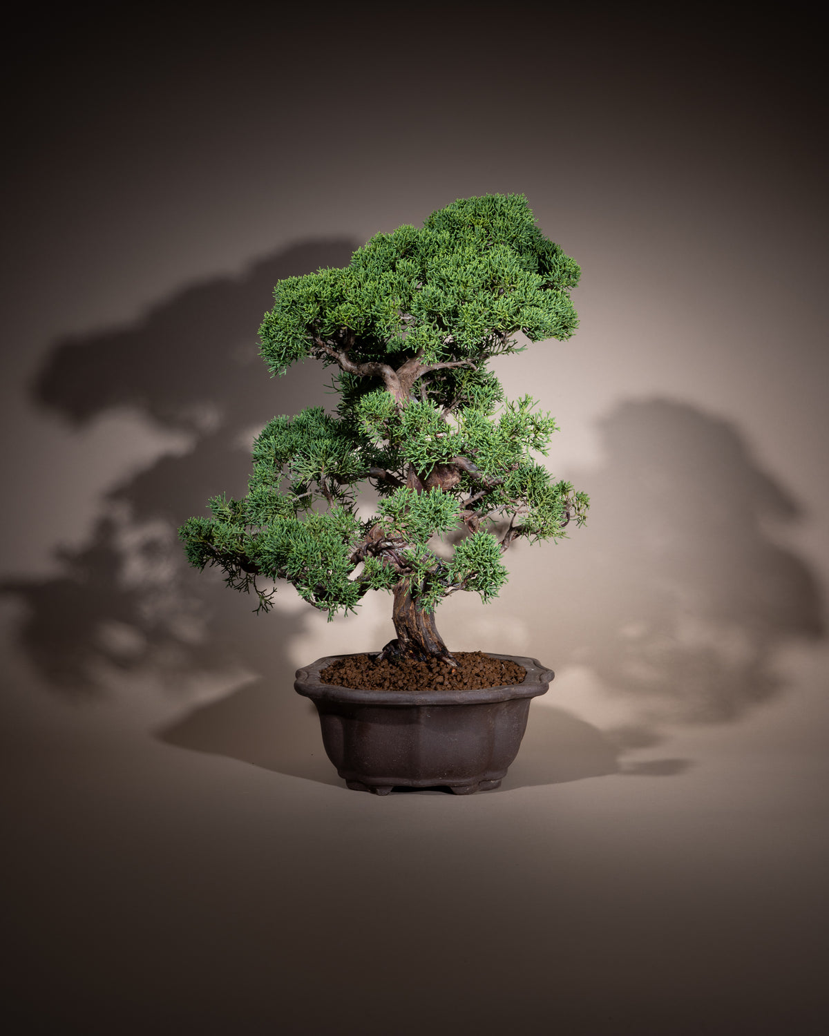 Juniperus chinensis 'Kishu' – Chinesischer Wacholder