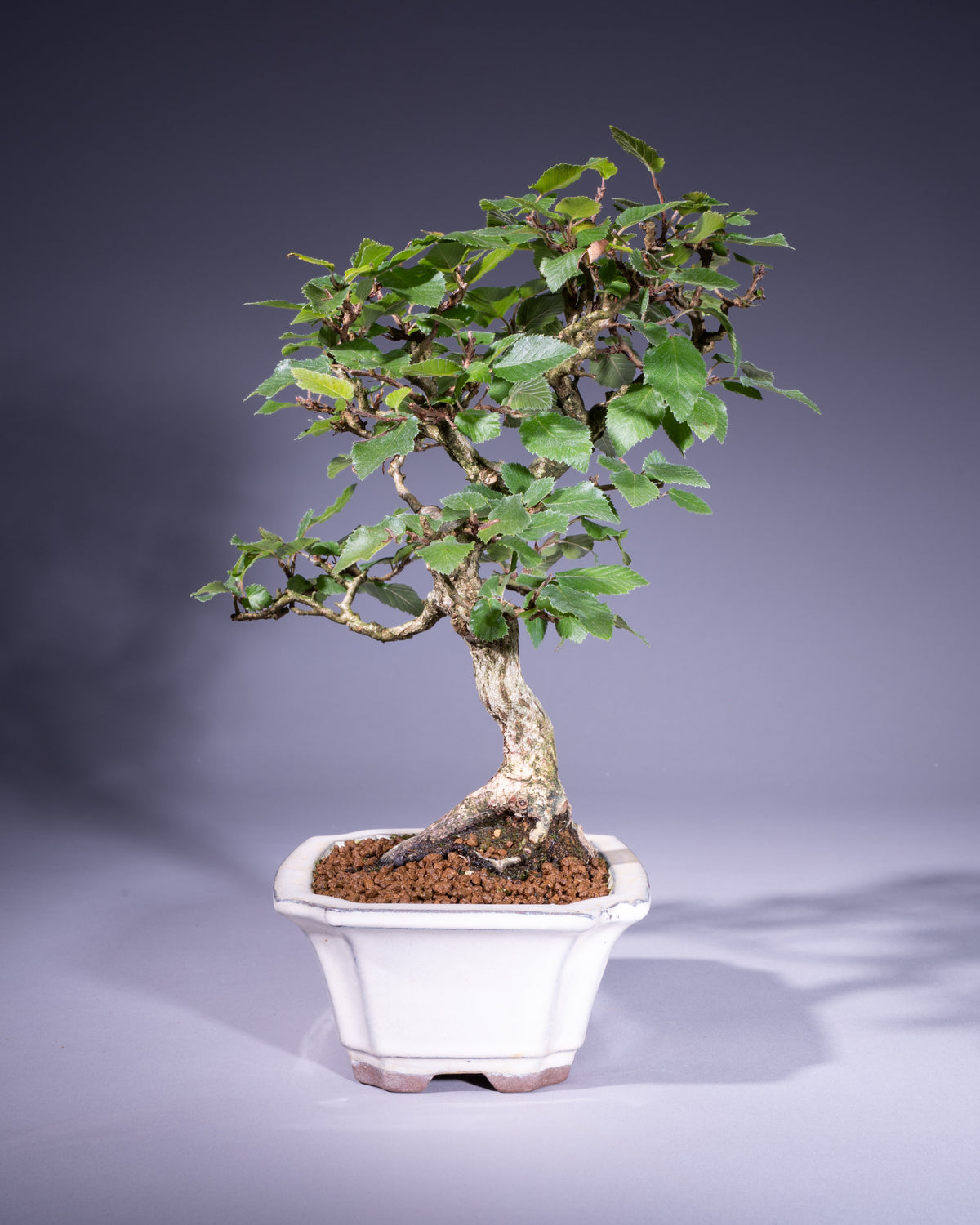 Carpinus coreana – Koreanische Hainbuche