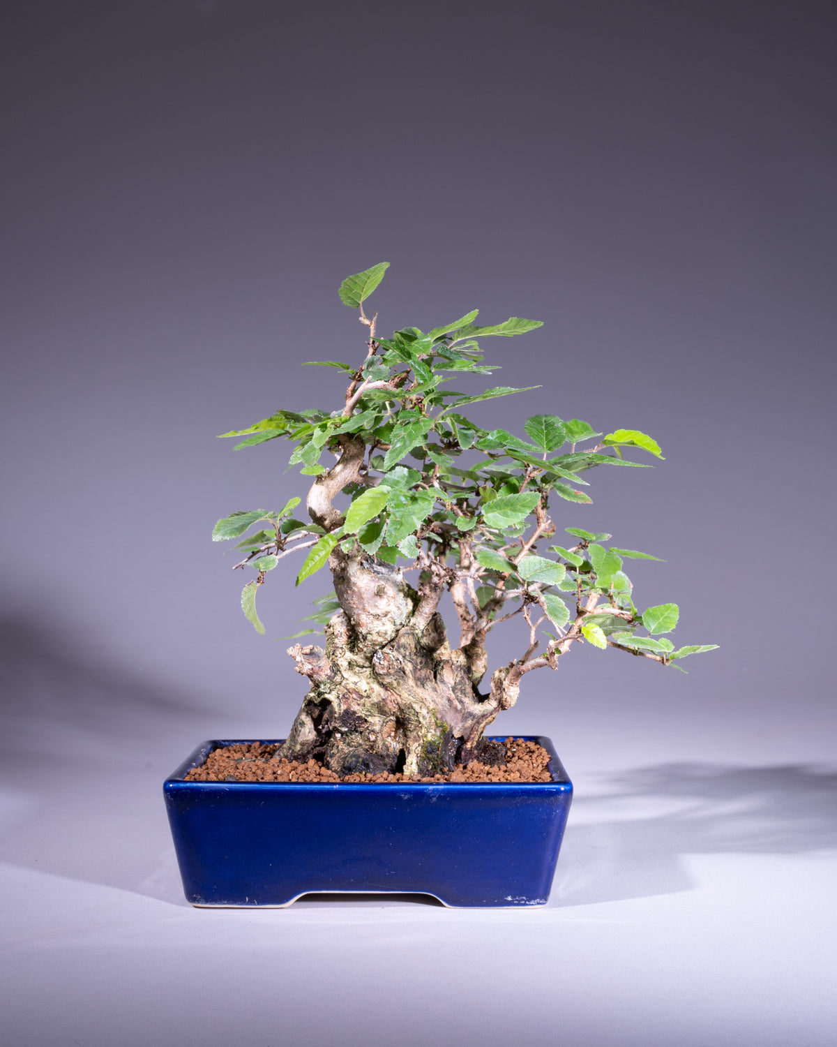 Carpinus coreana – Koreanische Hainbuche
