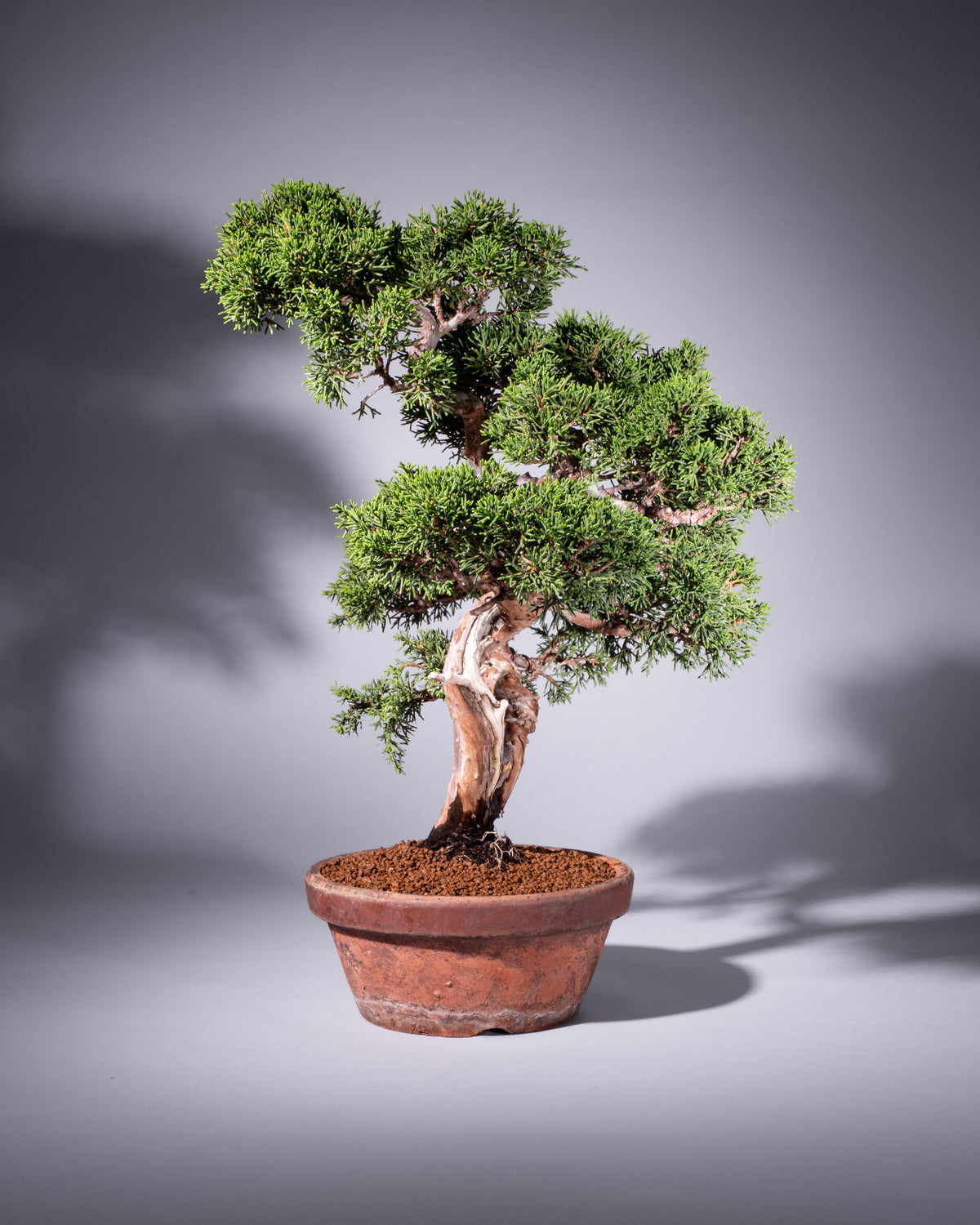 Juniperus chinensis – Chinesischer Wacholder