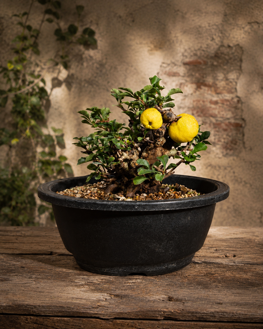 Chaenomeles speciosa – Cotogno giapponese