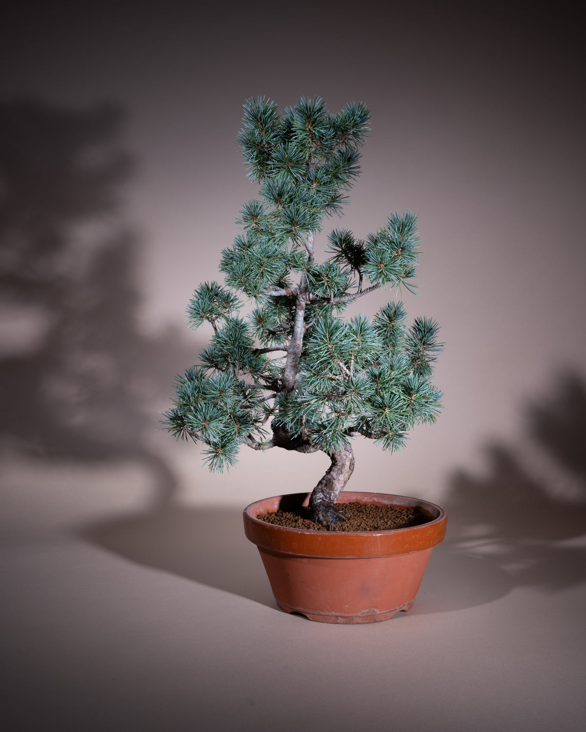 Pinus pentaphylla – Mädchen-Kiefer