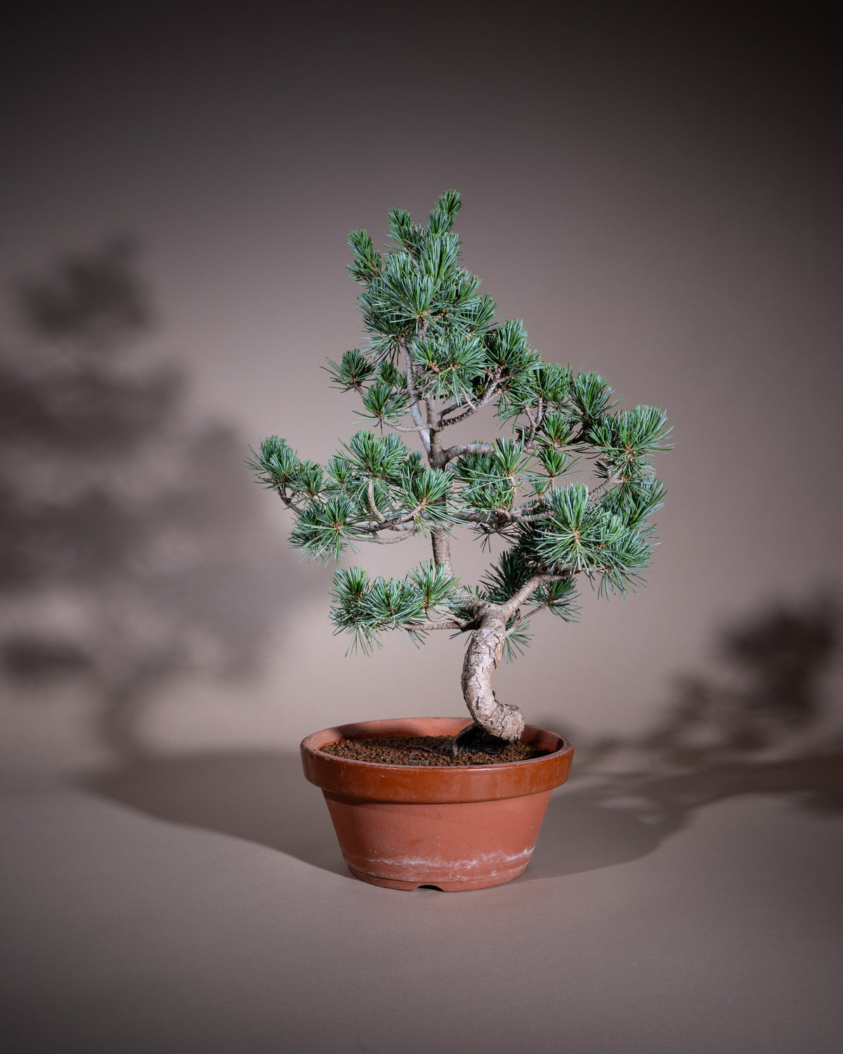 Pinus pentaphylla – Mädchen-Kiefer