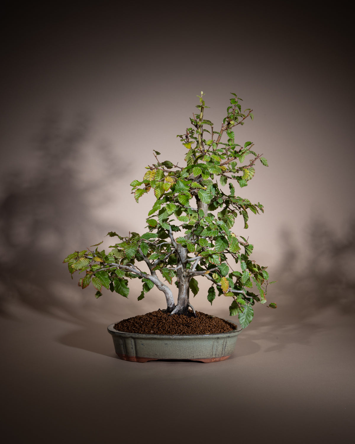 Carpinus orientalis – Oriental Hornbeam