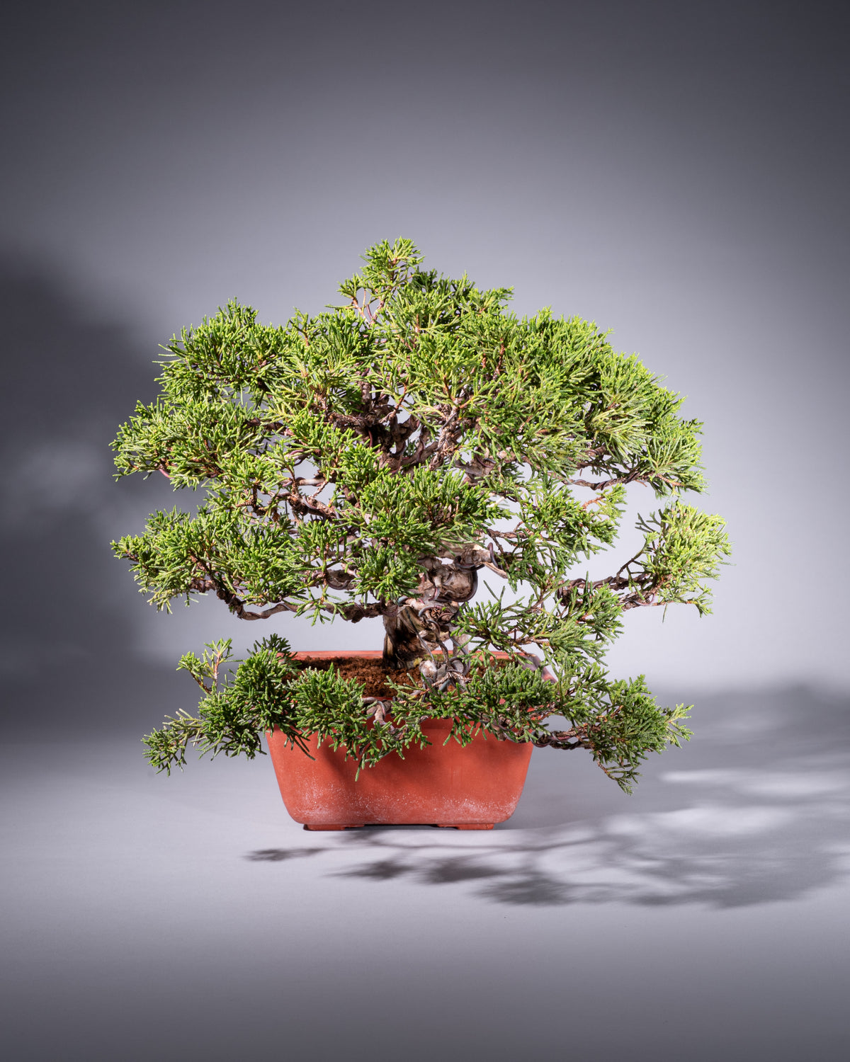 Juniperus chinensis – Chinesischer Wacholder