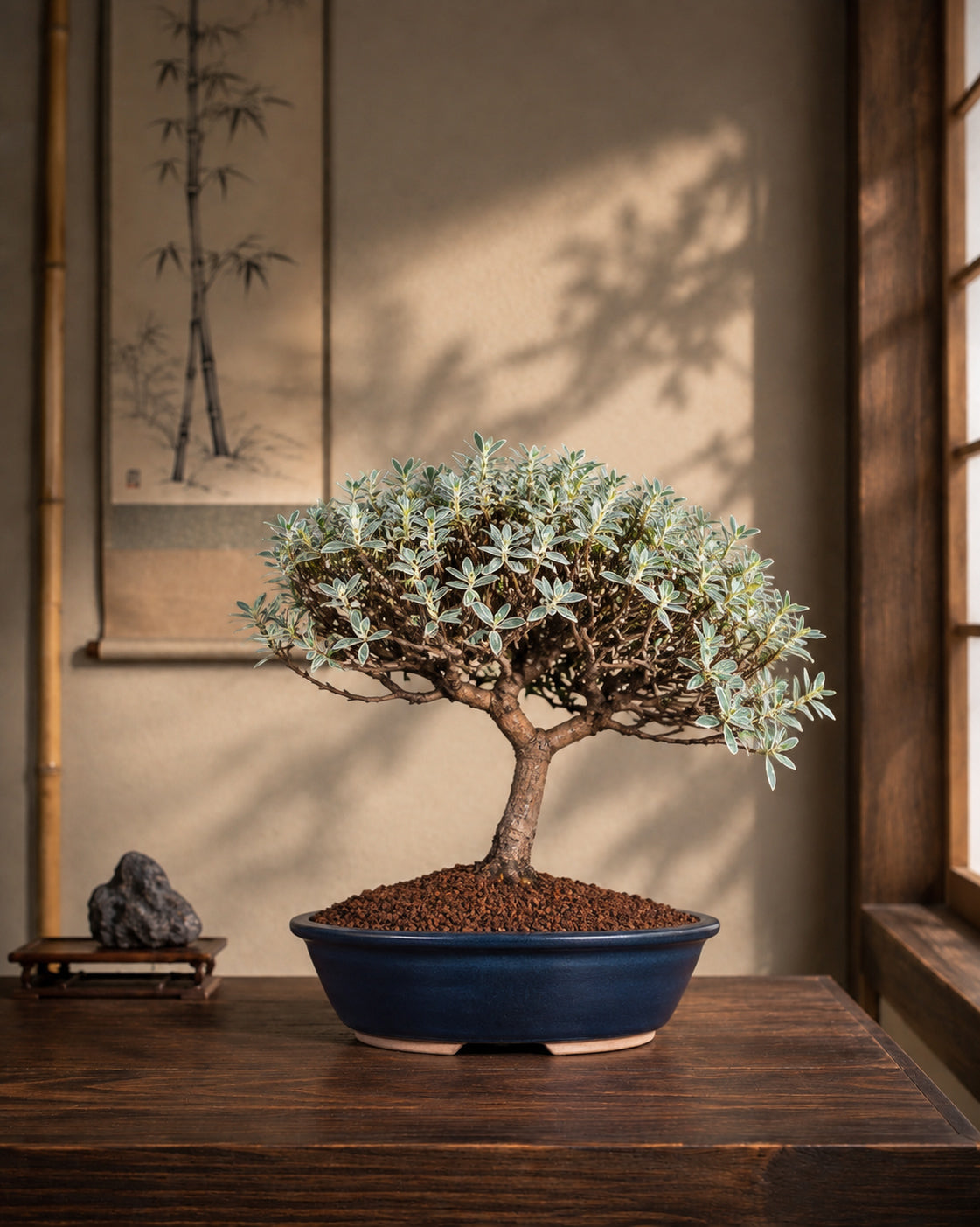 Coprosma kirkii 'Variegata'