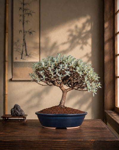 Coprosma kirkii 'Variegata'