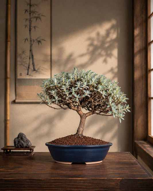 Coprosma kirkii 'Variegata'