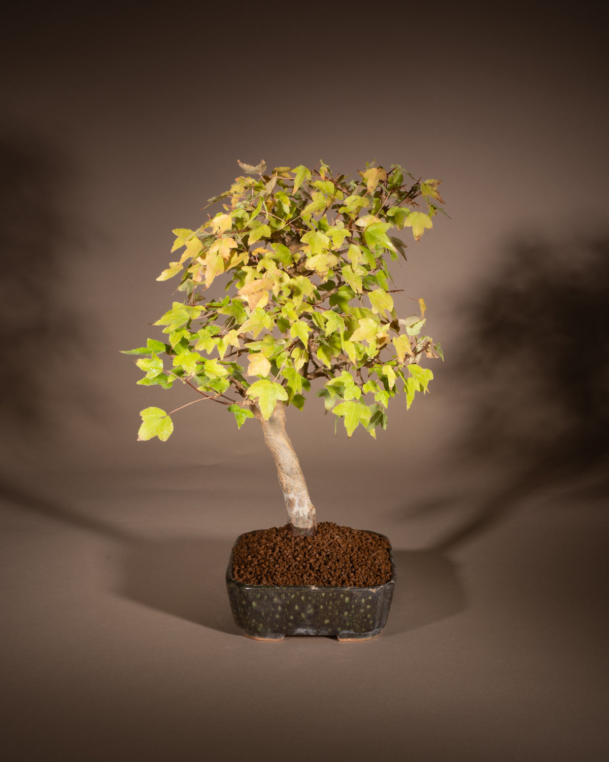 Acer buergerianum – Dreispitz-Ahorn