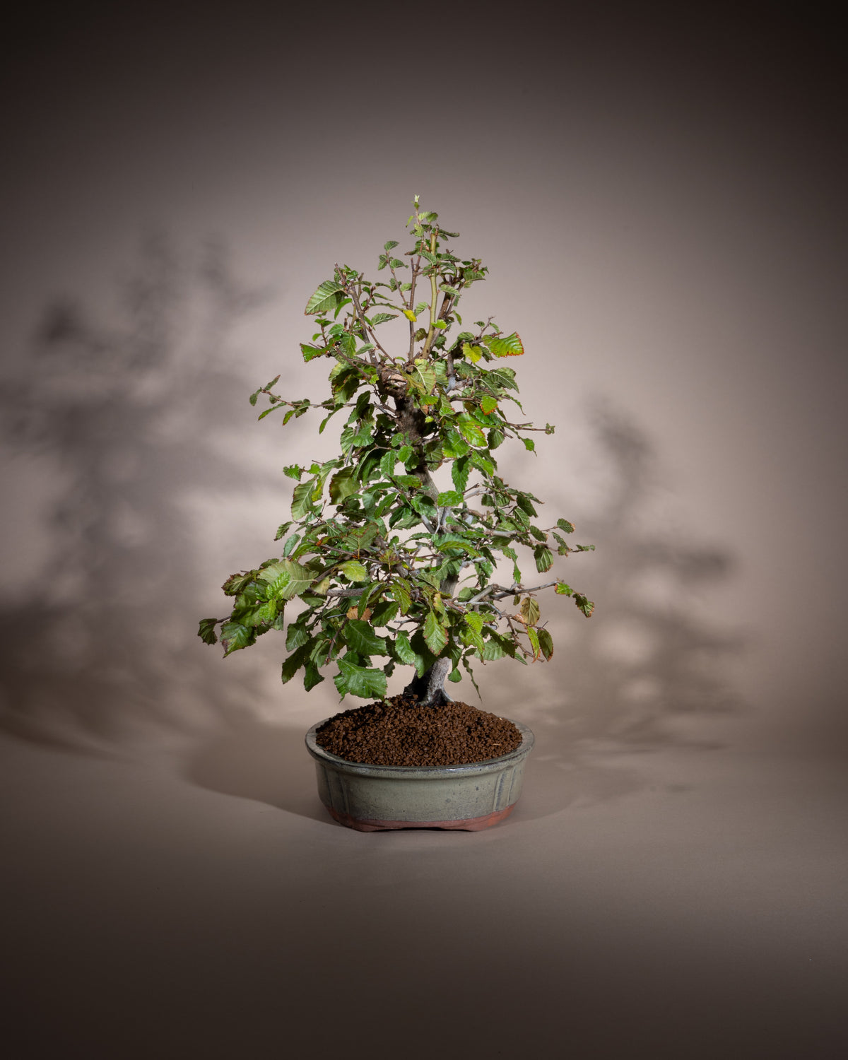Carpinus orientalis – Oriental Hornbeam