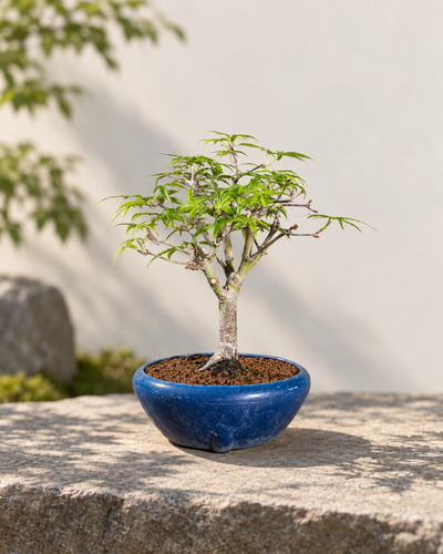 Acer palmatum 'Nagaragawa' – Acero giapponese