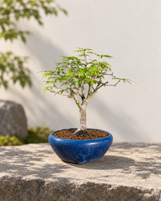Acer palmatum 'Nagaragawa' – Acero giapponese