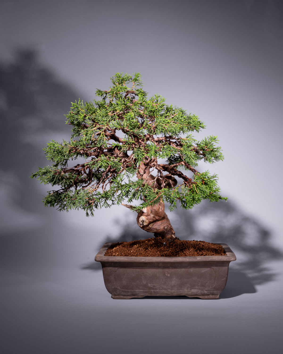 Juniperus chinensis – Chinesischer Wacholder