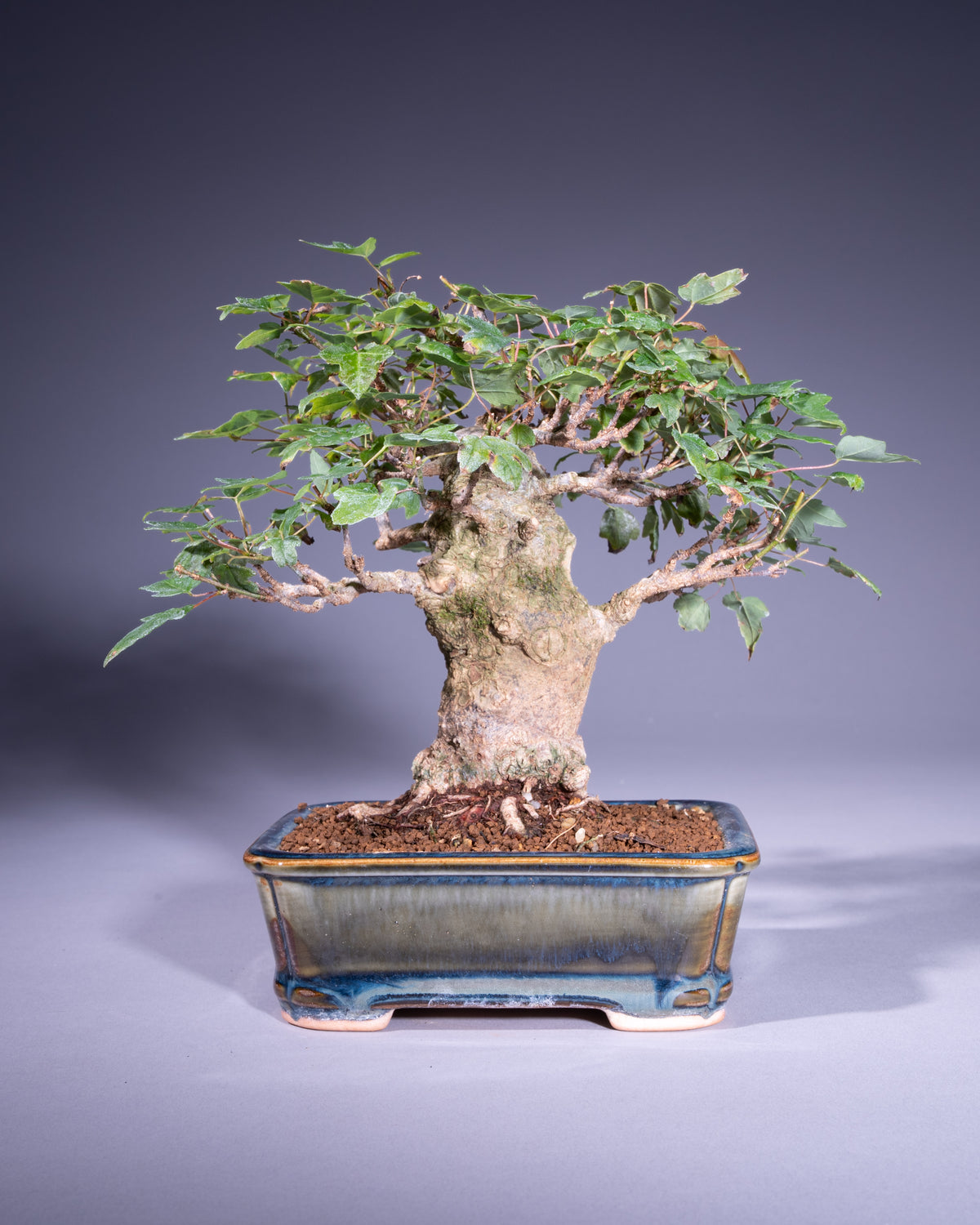 Acer buergerianum – Dreispitz-Ahorn
