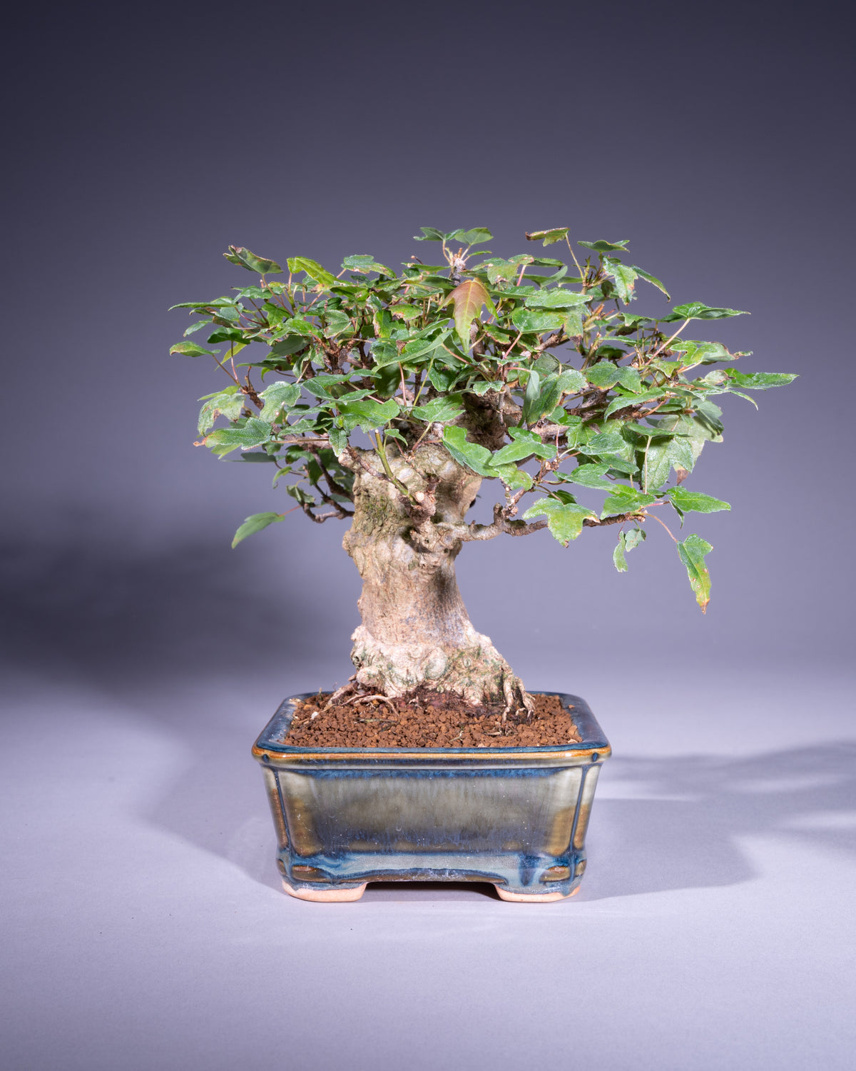 Acer buergerianum – Dreispitz-Ahorn