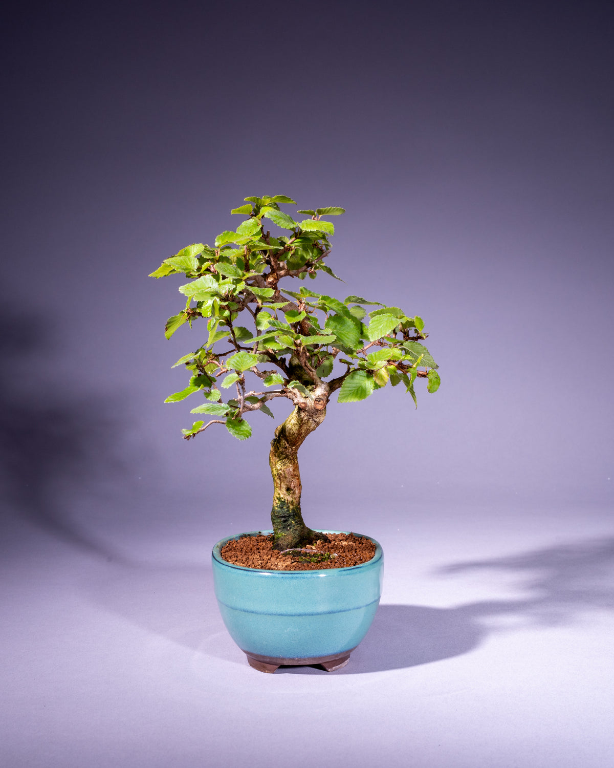 Carpinus coreana – Koreanische Hainbuche