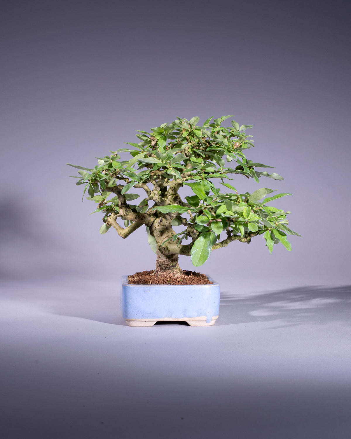 Ligustrum japonicum – Japanischer Liguster