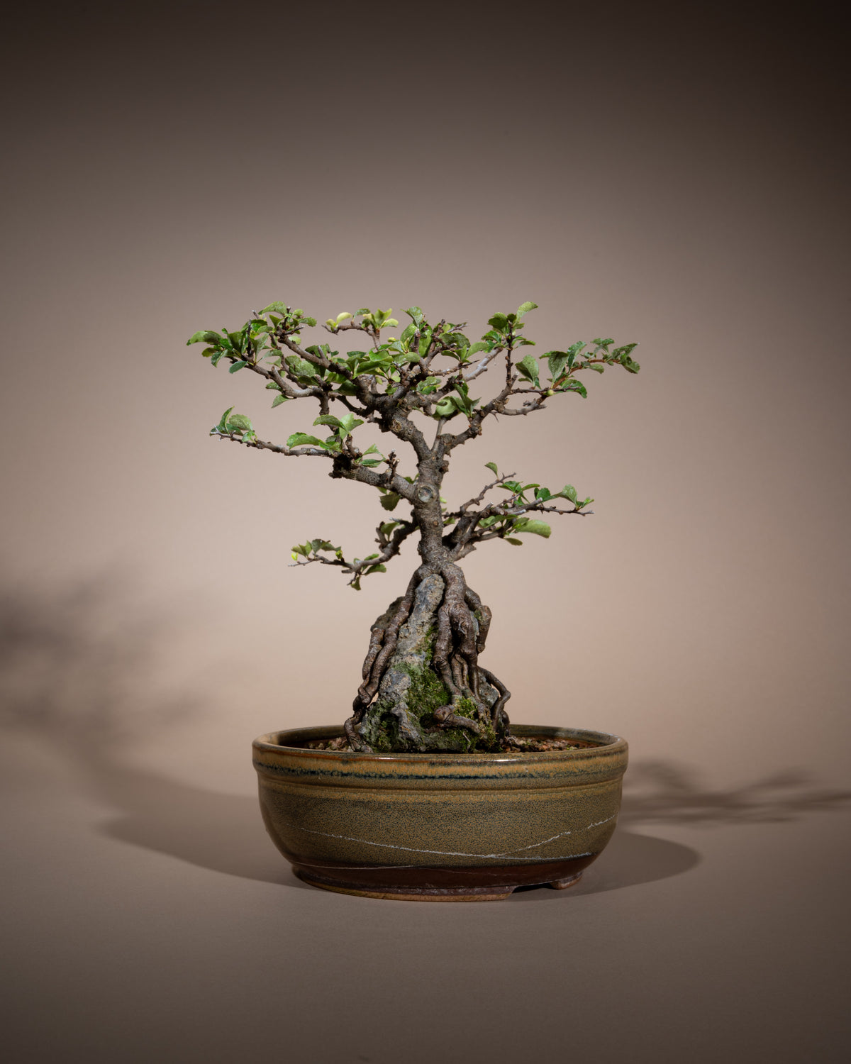 Chaenomeles speciosa – Chinesische Zierquitte
