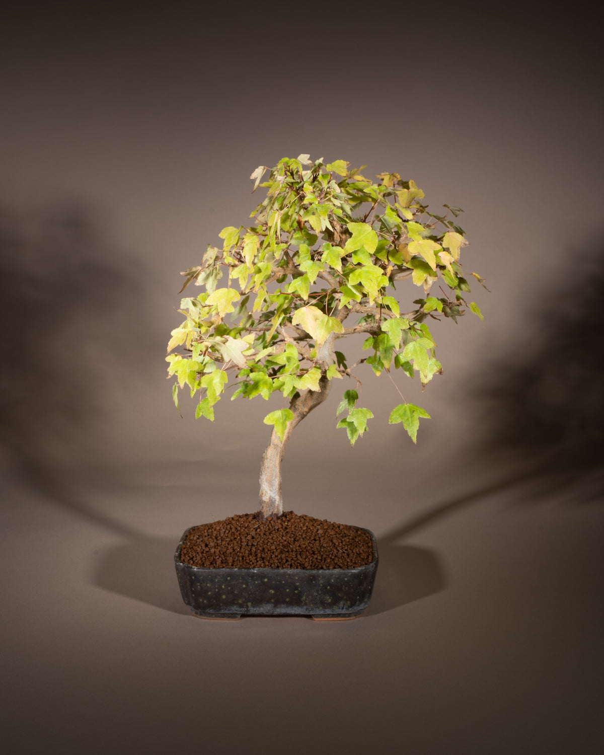 Acer buergerianum – Dreispitz-Ahorn