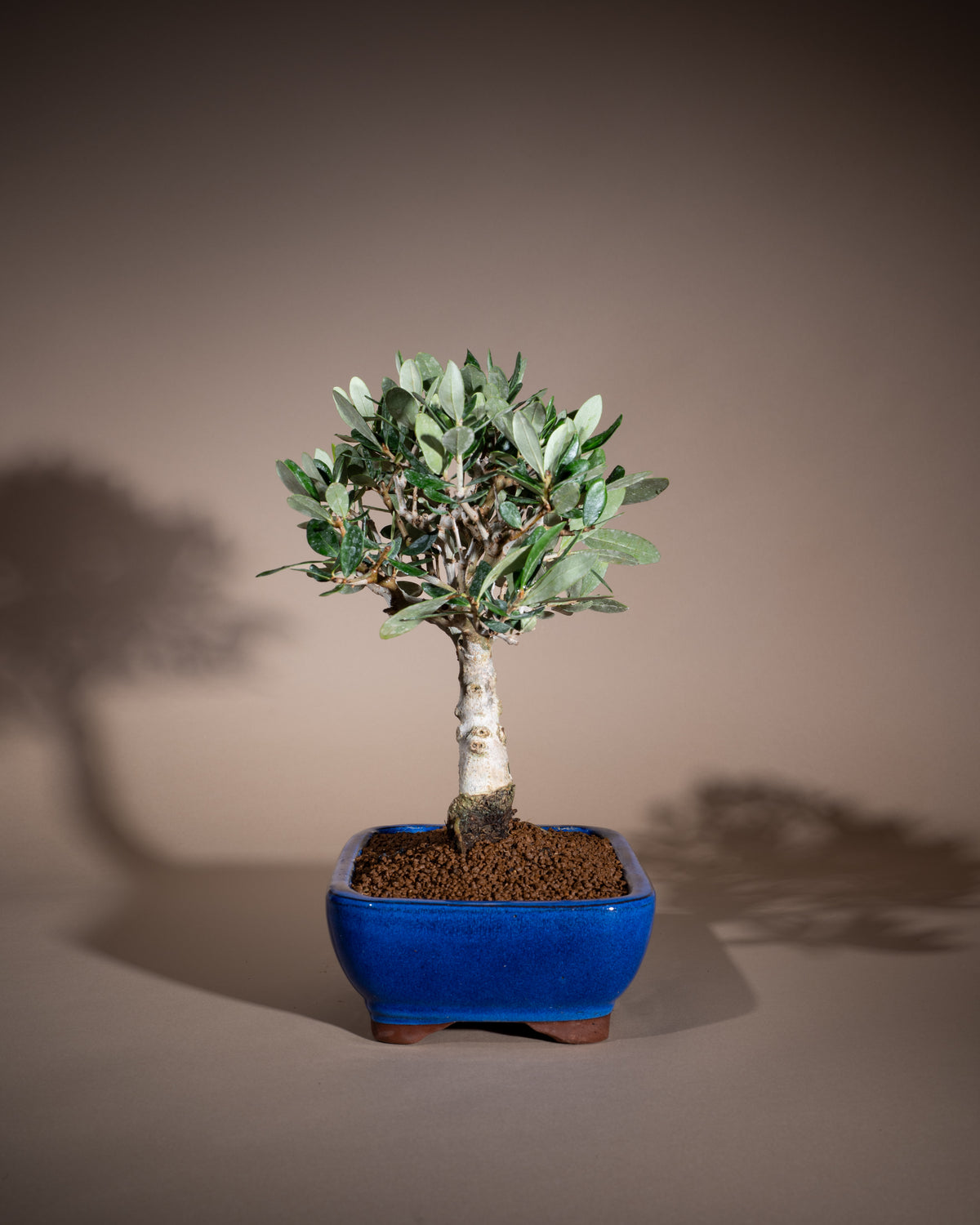 Olea europaea – Olivenbaum