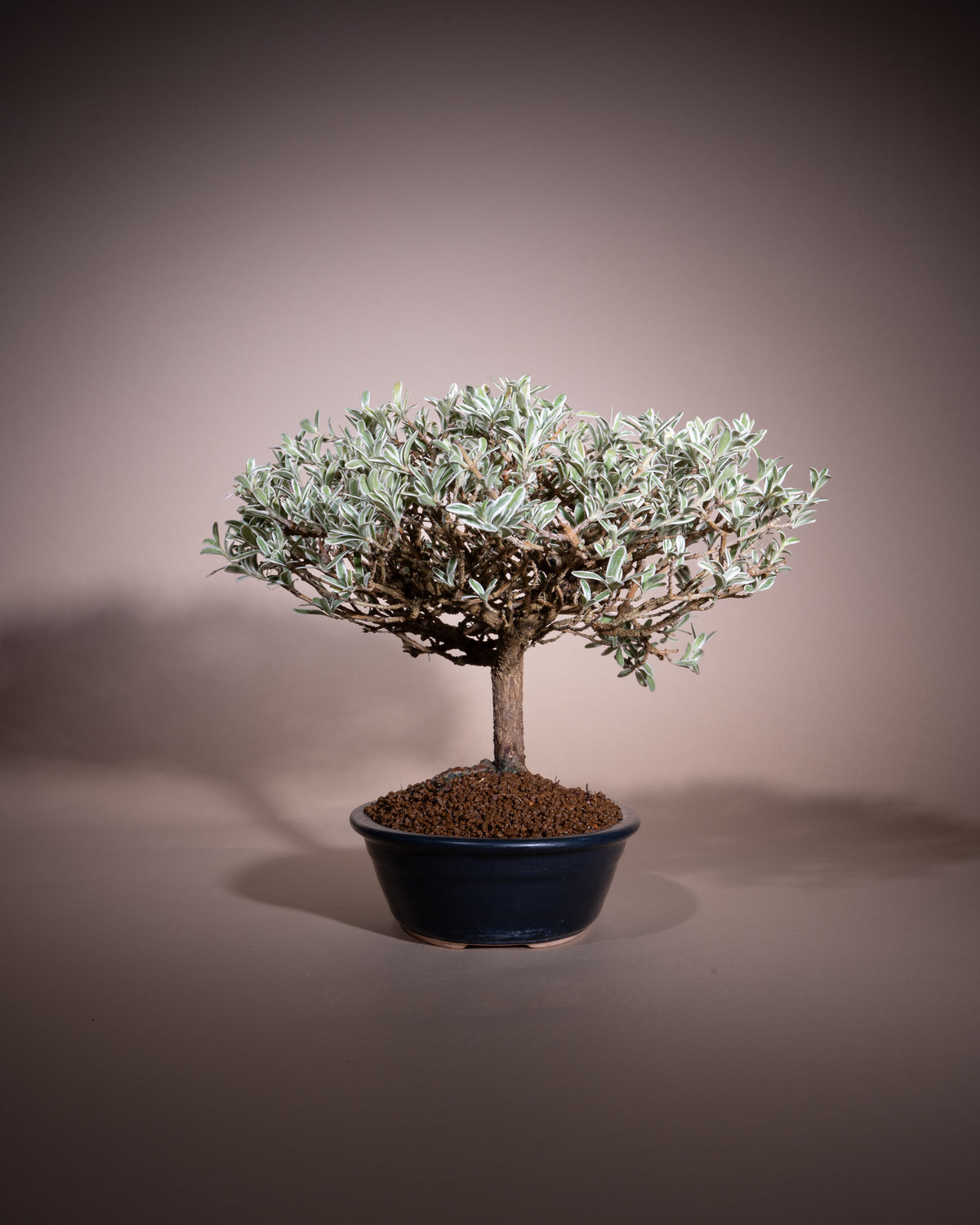Coprosma kirkii 'Variegata'