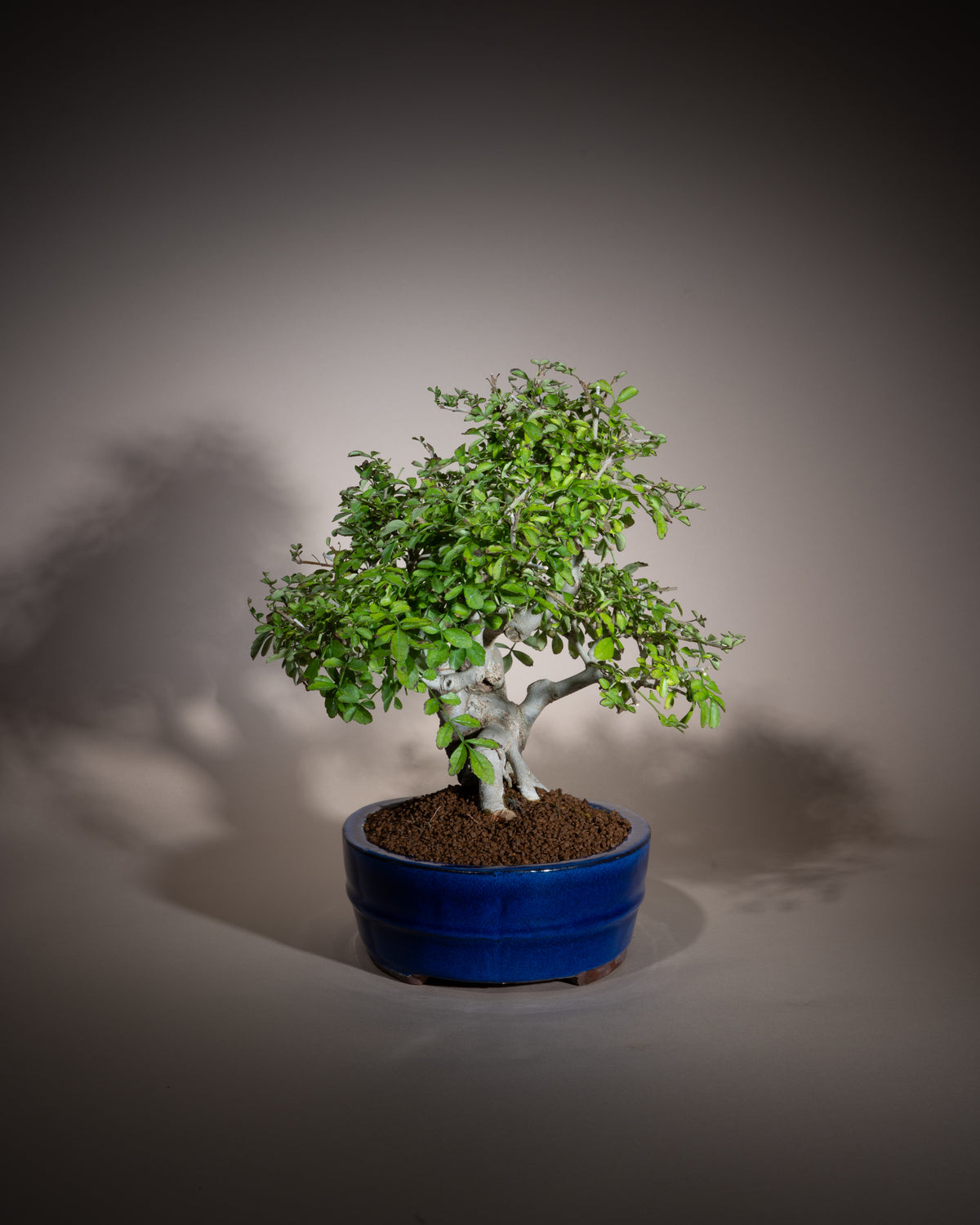 Fraxinus angustifolia – Schmalblättrige Esche