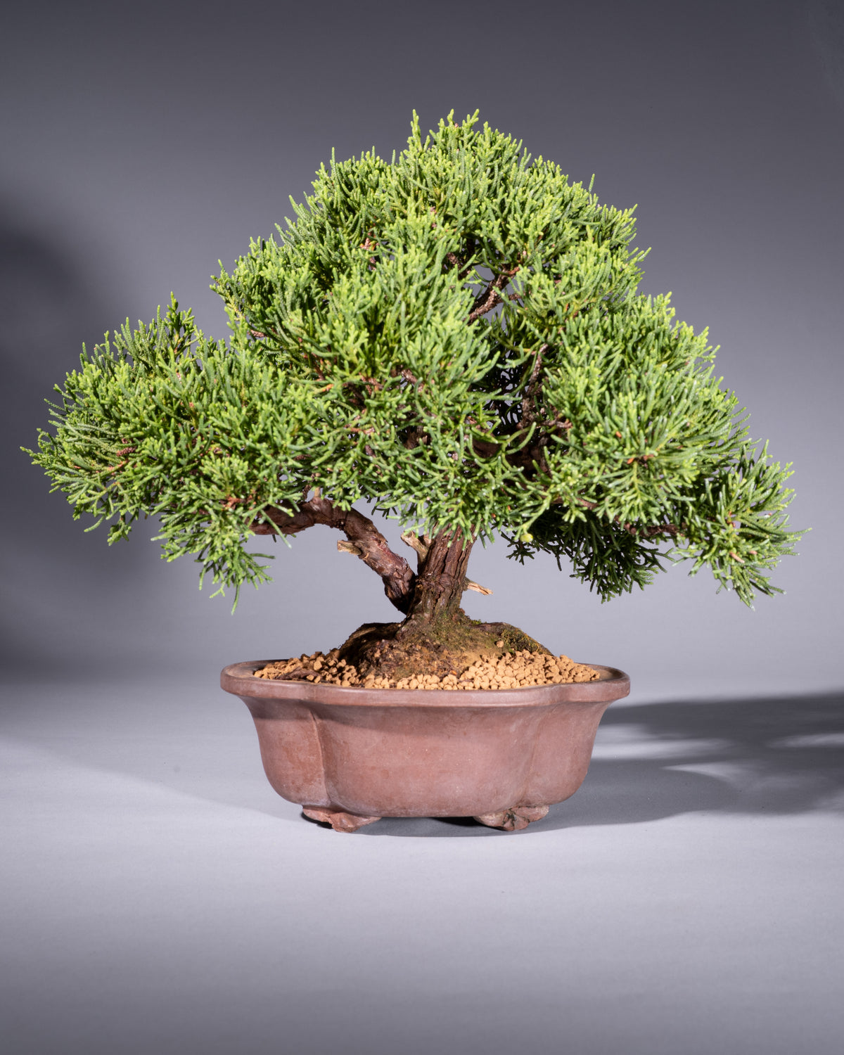 Juniperus chinensis – Chinese Juniper