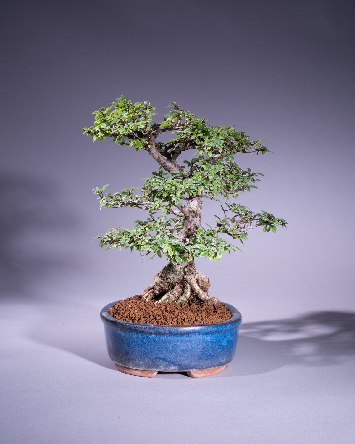 Zelkova