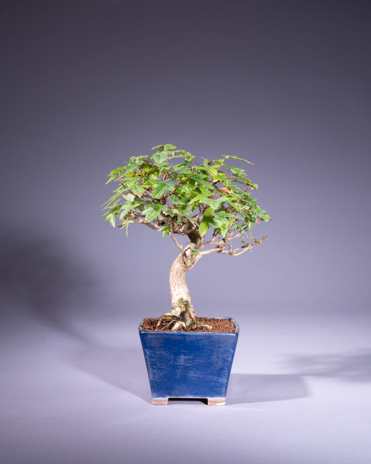 Acer buergerianum – Dreispitz-Ahorn