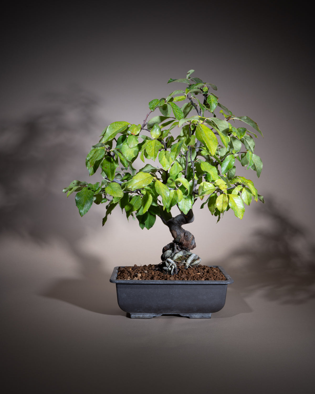 Pseudocydonia sinensis – Chinesische Quitte