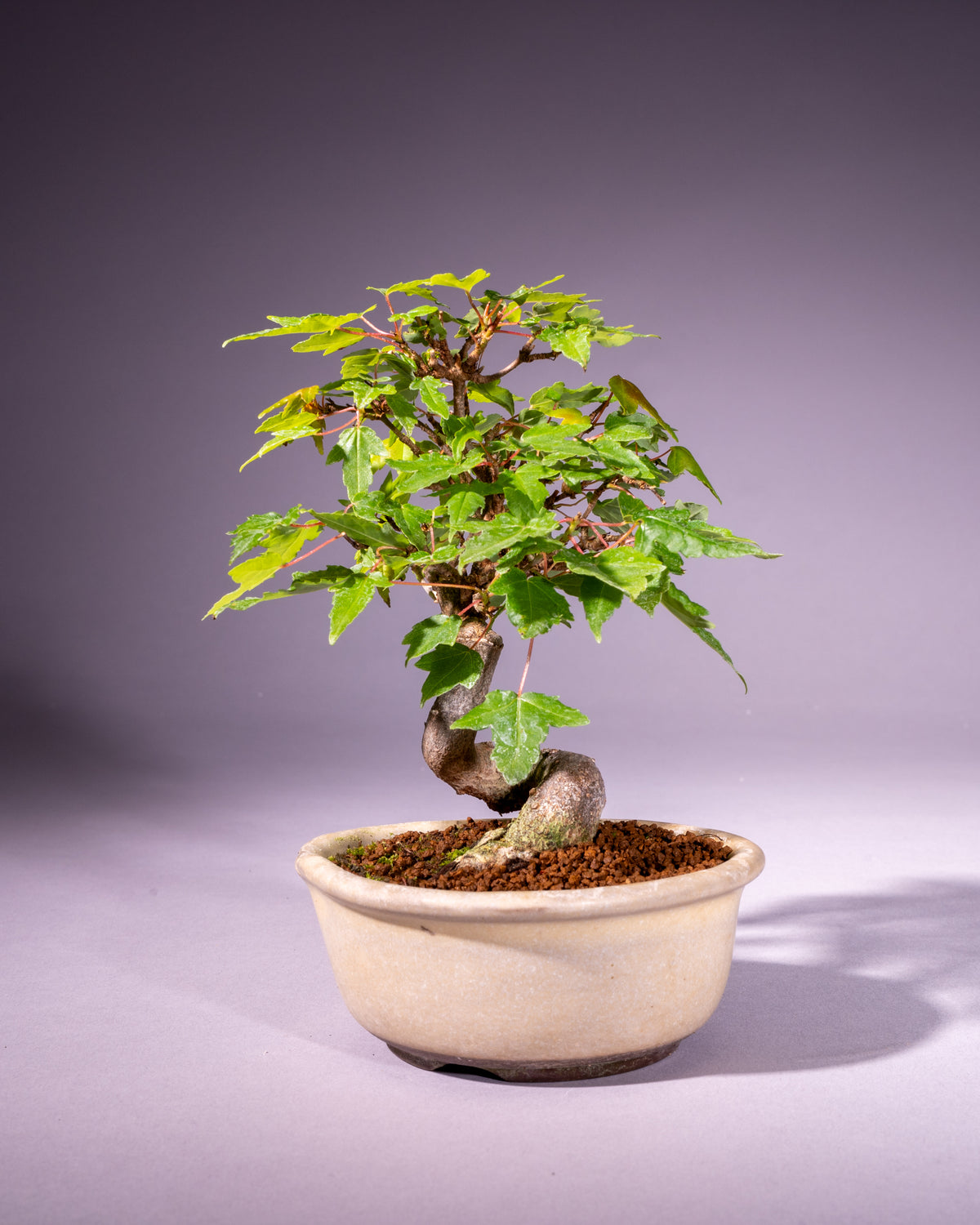 Acer buergerianum – Dreispitz-Ahorn