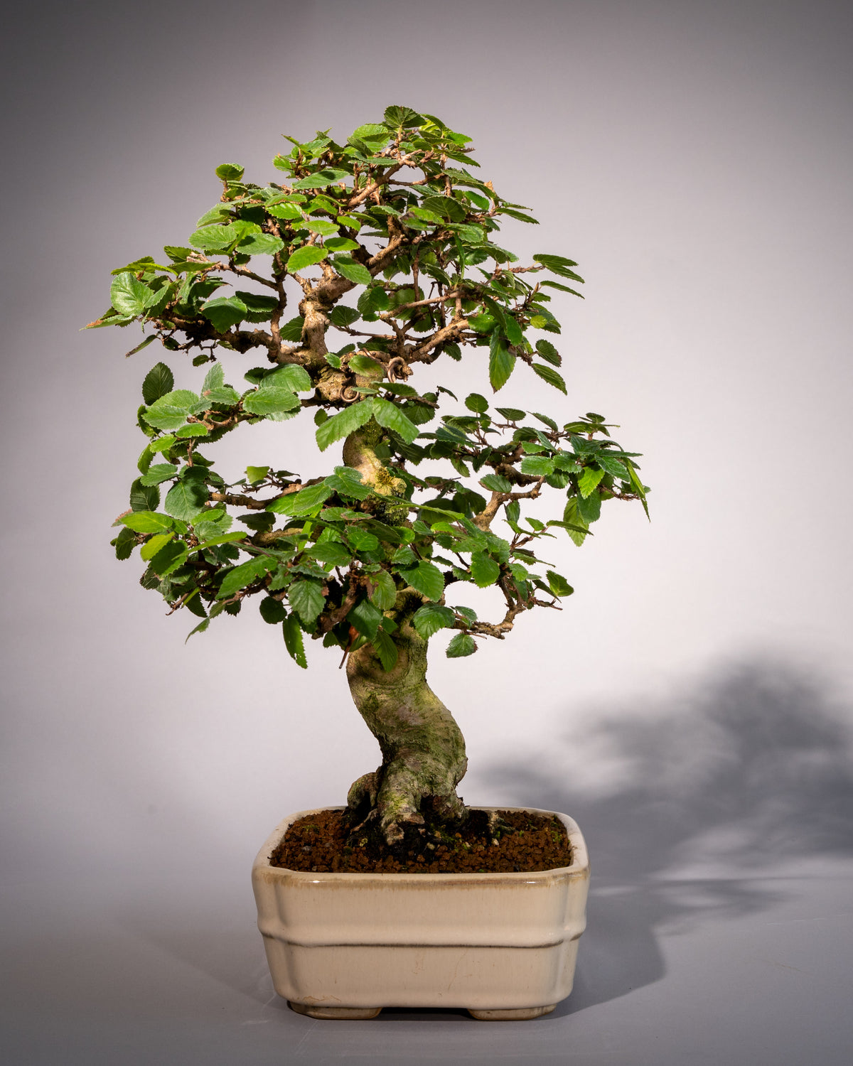 Carpinus coreana – Koreanische Hainbuche
