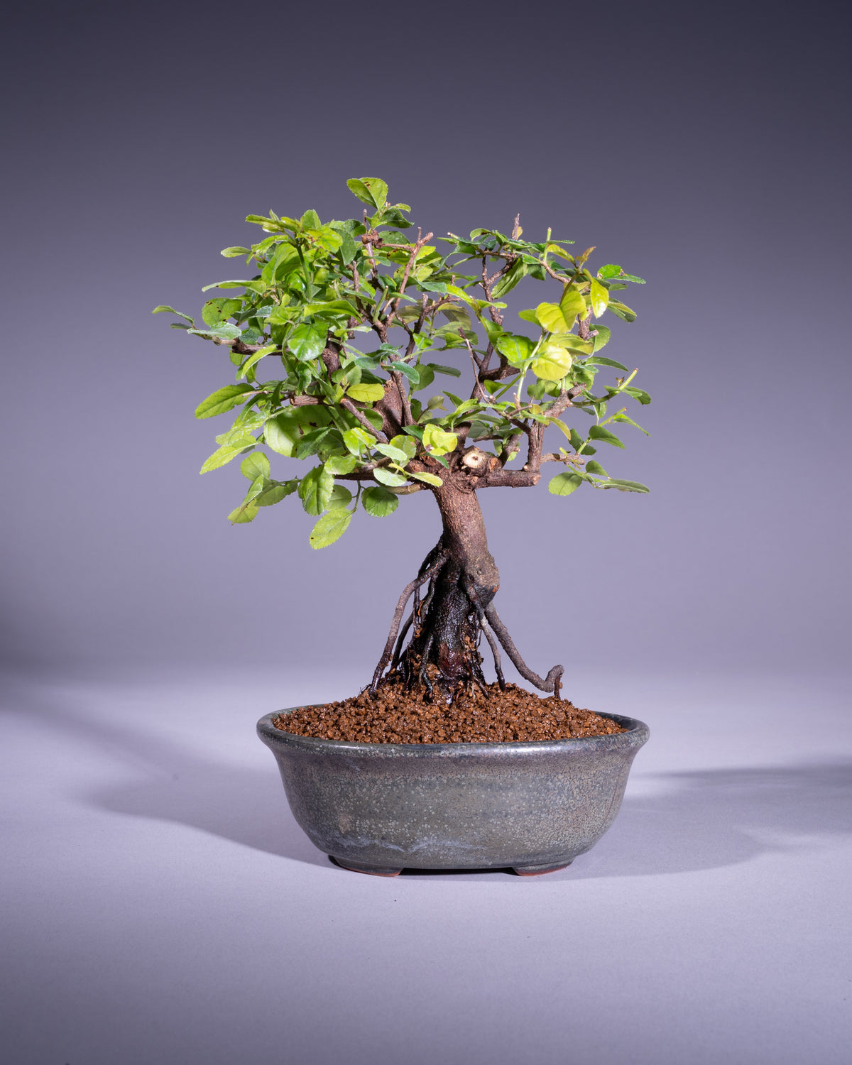 Sageretia