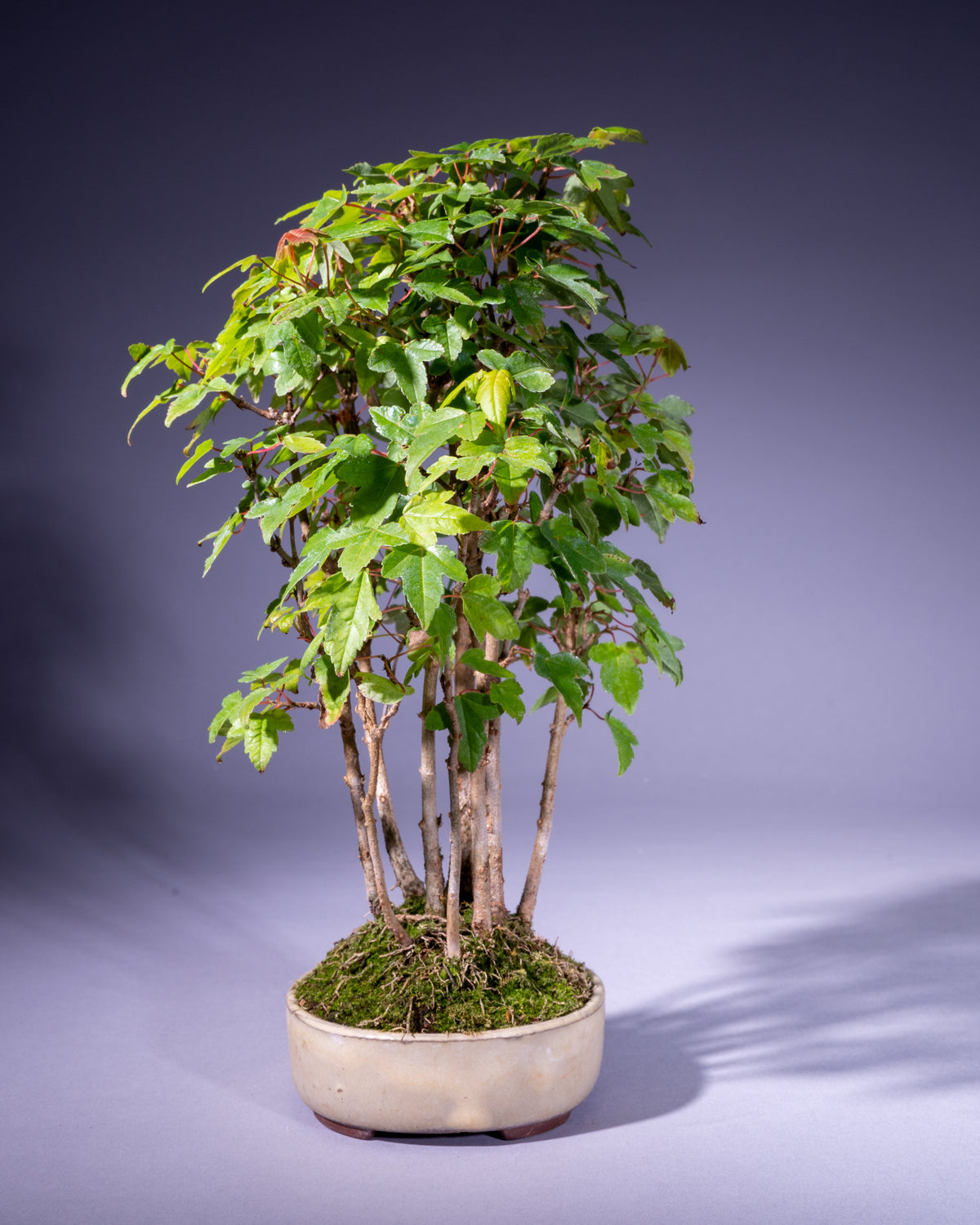 Acer buergerianum – Dreispitz-Ahorn