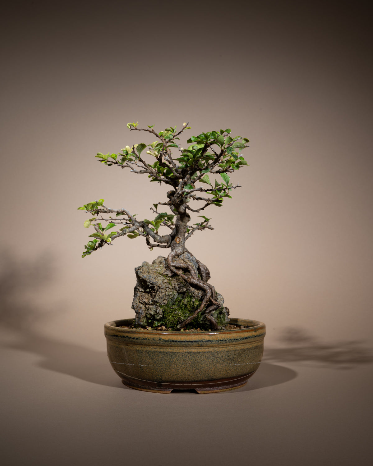 Chaenomeles speciosa – Chinesische Zierquitte