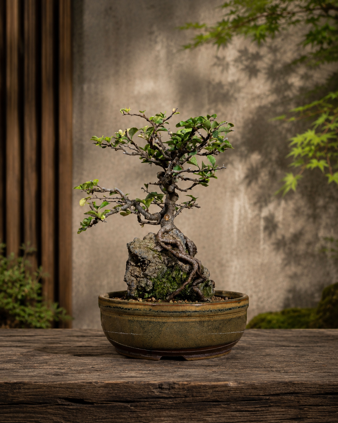 Chaenomeles speciosa – Chinesische Zierquitte