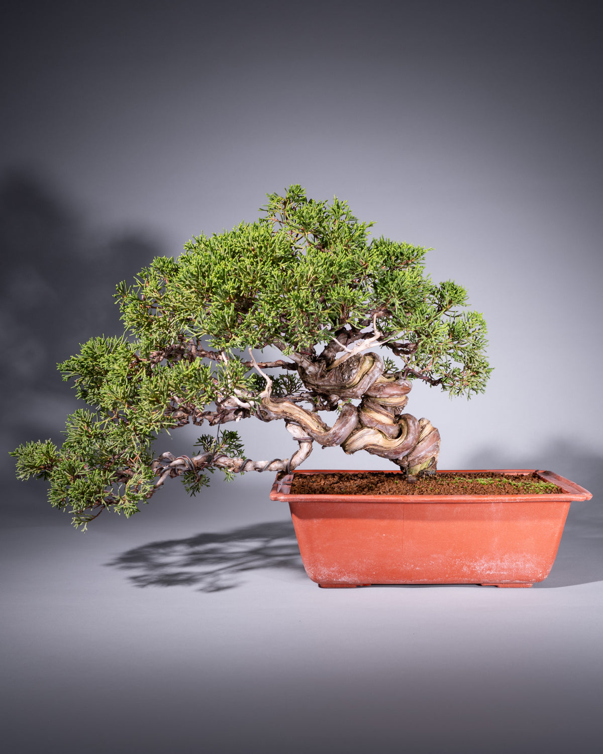 Juniperus chinensis – Chinesischer Wacholder