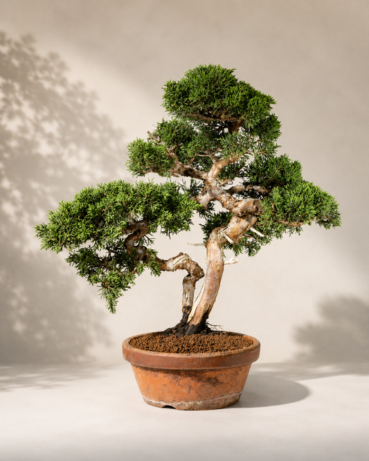 Juniperus chinensis – Ginepro cinese