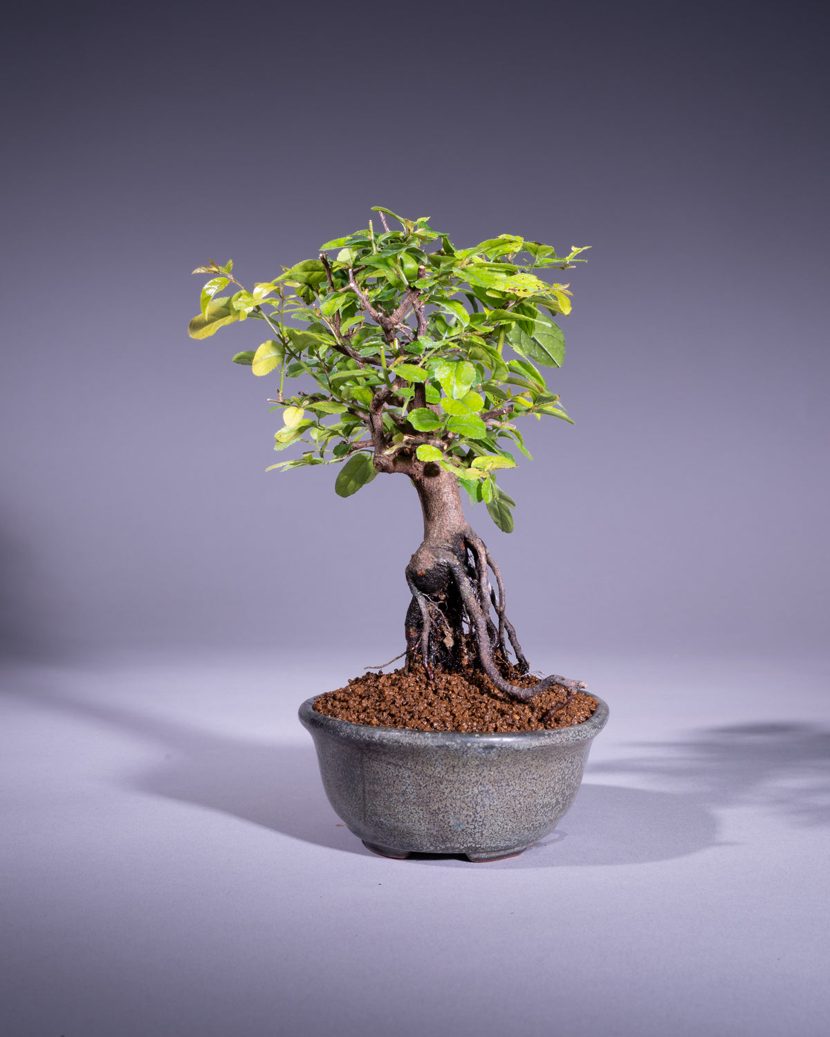 Sageretia
