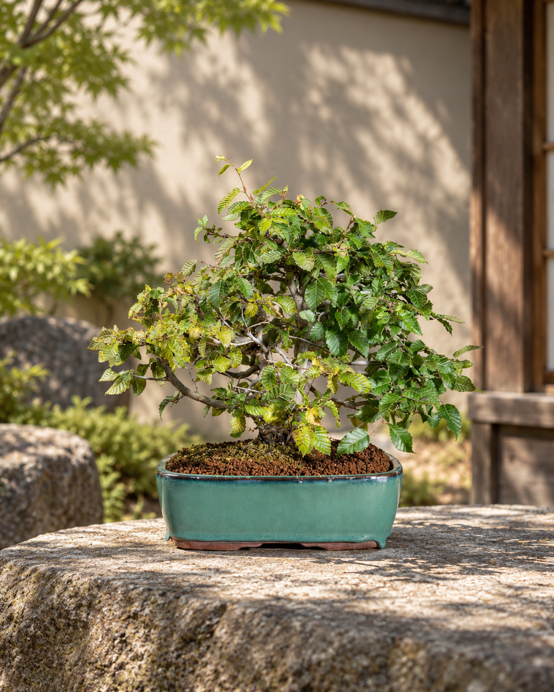Carpinus orientalis – Orientalische Hainbuche