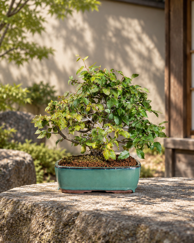 Carpinus orientalis – Carpino orientale
