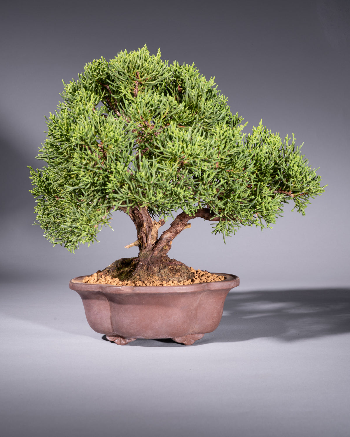 Juniperus chinensis – Chinese Juniper