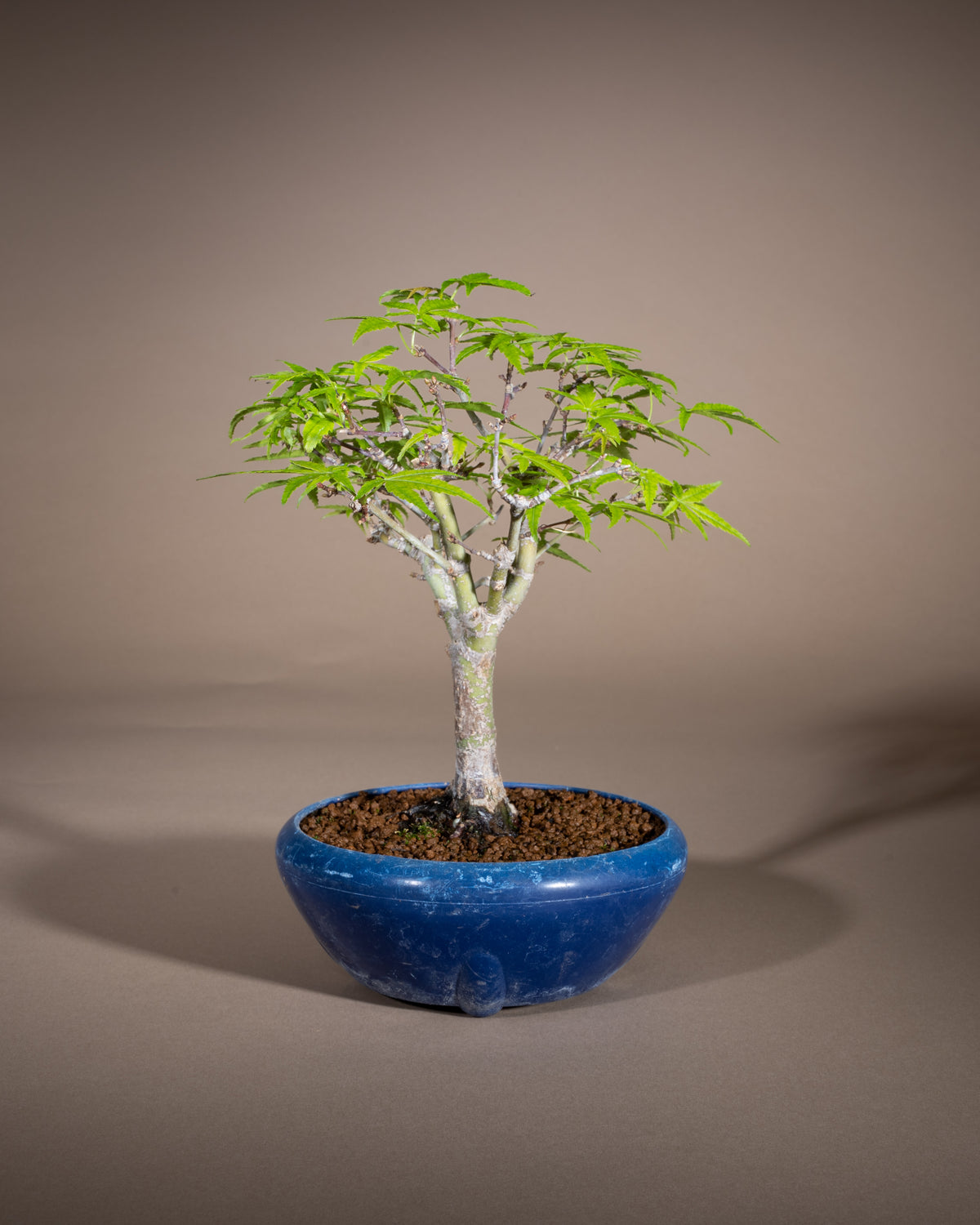 Acer palmatum 'Nagaragawa' – Fächer-Ahorn