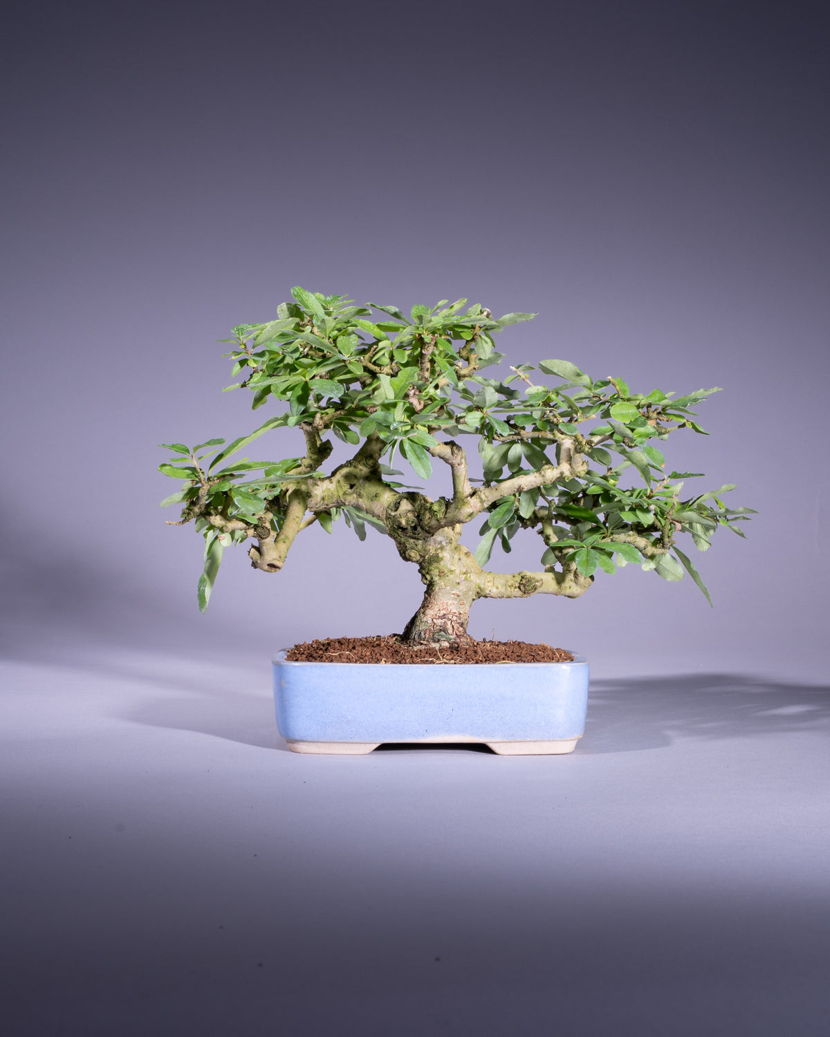 Ligustrum japonicum – Japanischer Liguster